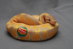 Squarlo:  Dobies-Secret-Joffrey-Rp-Blog:  Someone Put A Sticker On This Snake, It