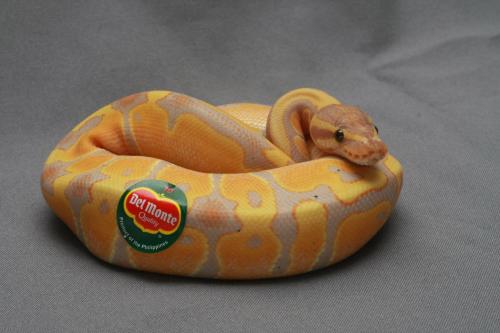 thursdaysangel-tuesdaysdemon:  ceruleancynic:  foodstain:  that’s a weird banana  that is the best banana  bananaconda 