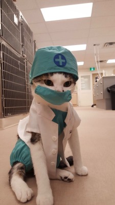 insanityrn:  Nurse Floofypants is our most requested OR nurse.  She just puts the patients at ease somehow. 