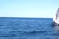 dynamicoceans:  A humpback whale breaching. This could be a way to get rid of external