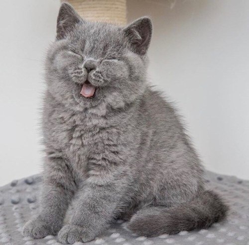 scottishstraight:Yawning kitten© “Cat Quintessence” cattery