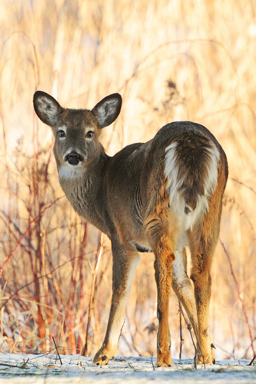 llbwwb:  The Look (by affinity579) 