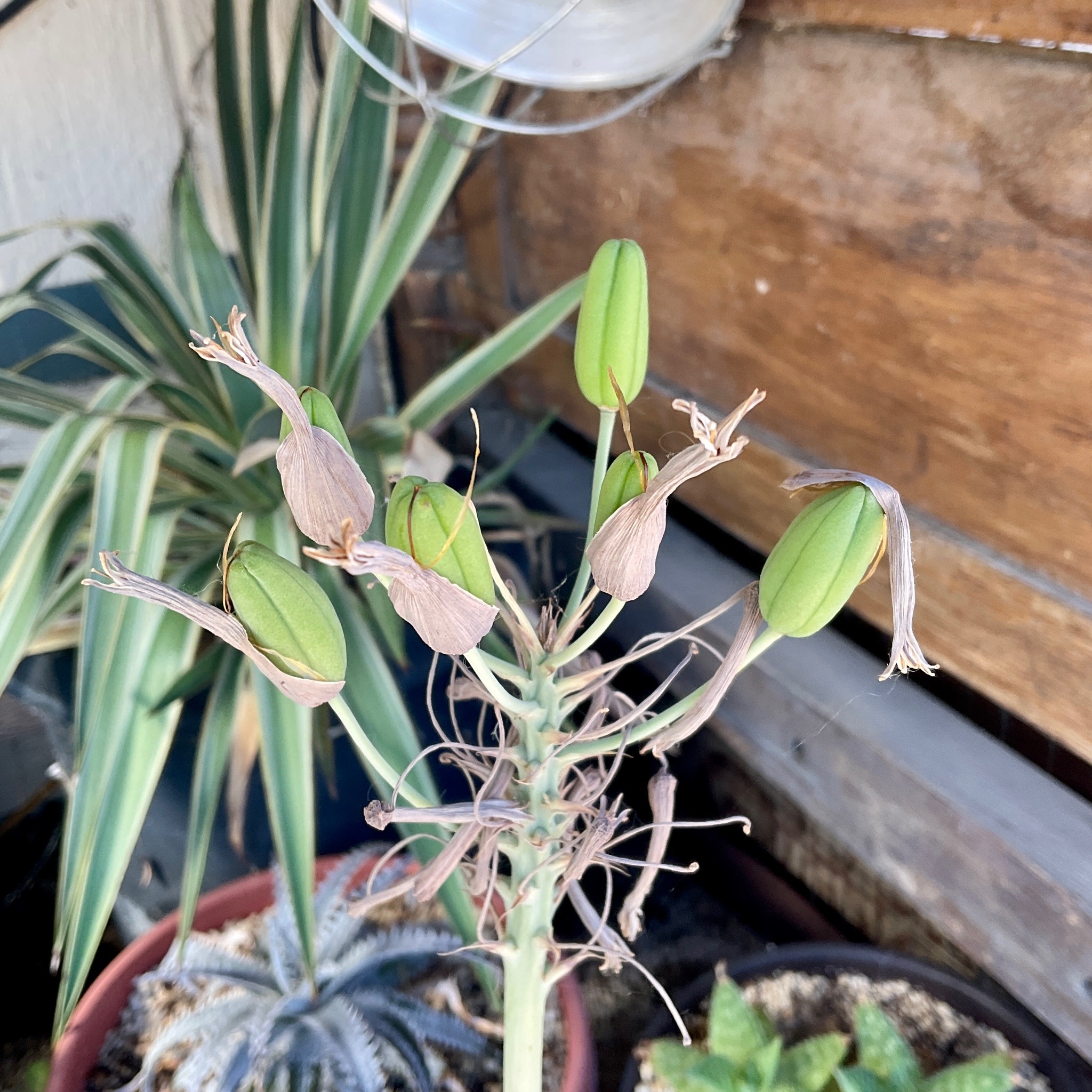 A flower stalk topped by half a dozen oval, multi-sectioned green seed pods, with some dried hulks of flower petals still jacketing them.
