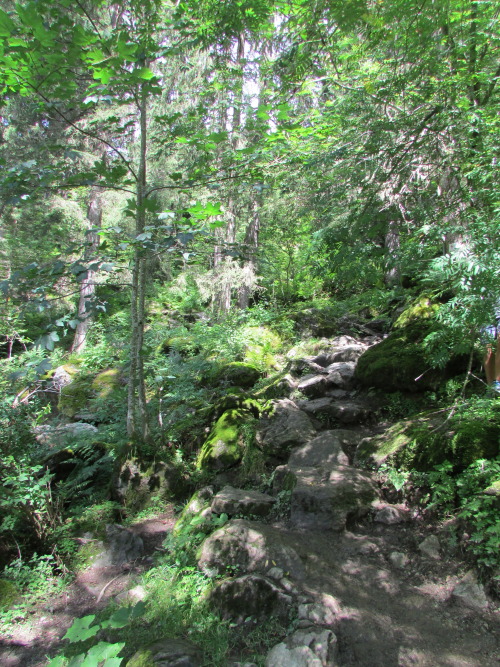 saepphire:  mini-terrarium:  forest walks                