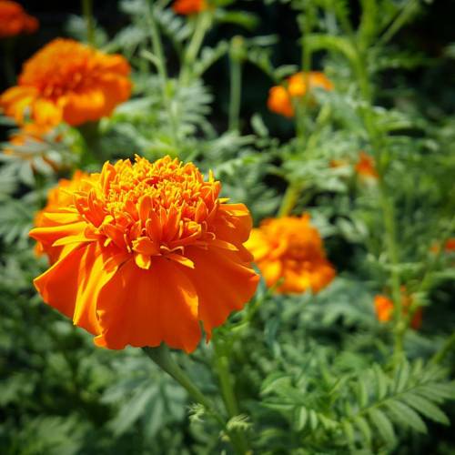 #mobilephotography #macro #bokeh #flower