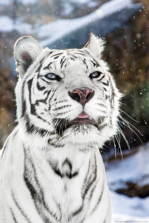 earthlynation:White Tigress Winter Portrait 