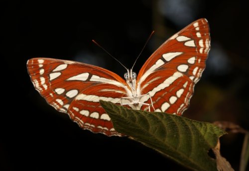 Common Sailer (Neptis hylas, Nymphalidae)