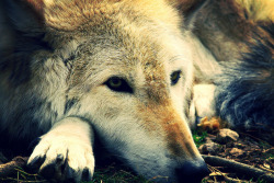 wolveswolves:  Going to try to sleep, goodnight
