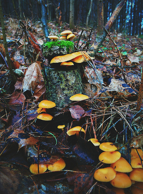 fungus by aleshn on Flickr.