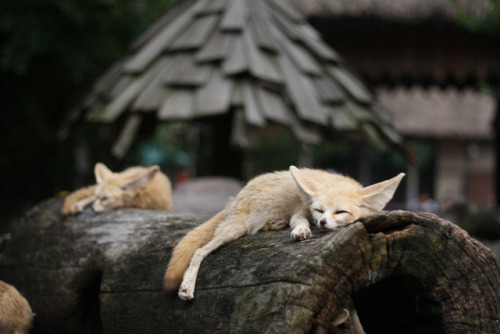 Fennec foxes in KoreaPhoto by Jeannie Aevermann