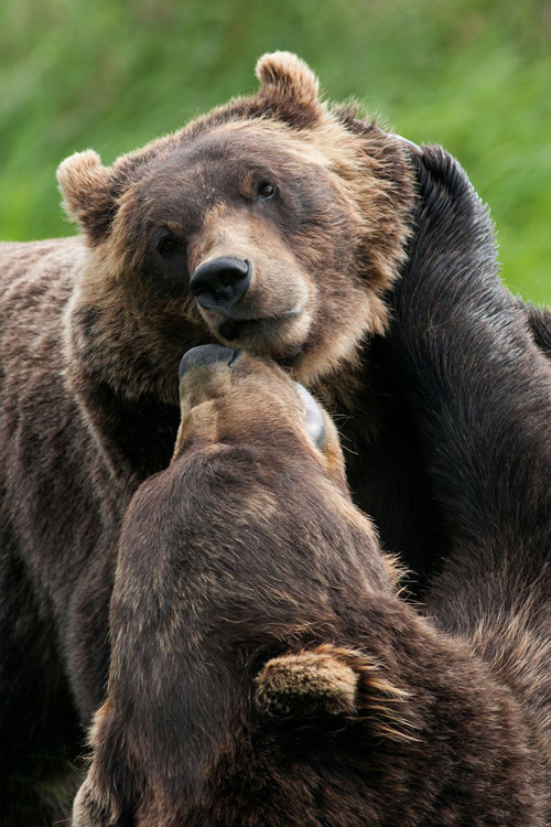 XXX invocado:  Brown Bears | by “Jonathan Derden” photo