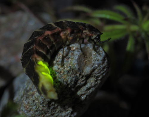 A female glow worm - Lampyris noctiluca - out on the shingle beach at Glenan last night.