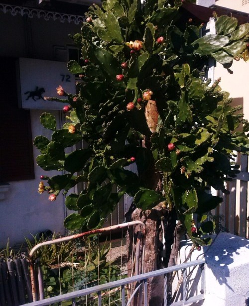 frncsczkv:  flower eggs / egg flowers + spot the horse 