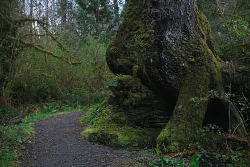 amandakaynorman: Quinault, Washington porn pictures