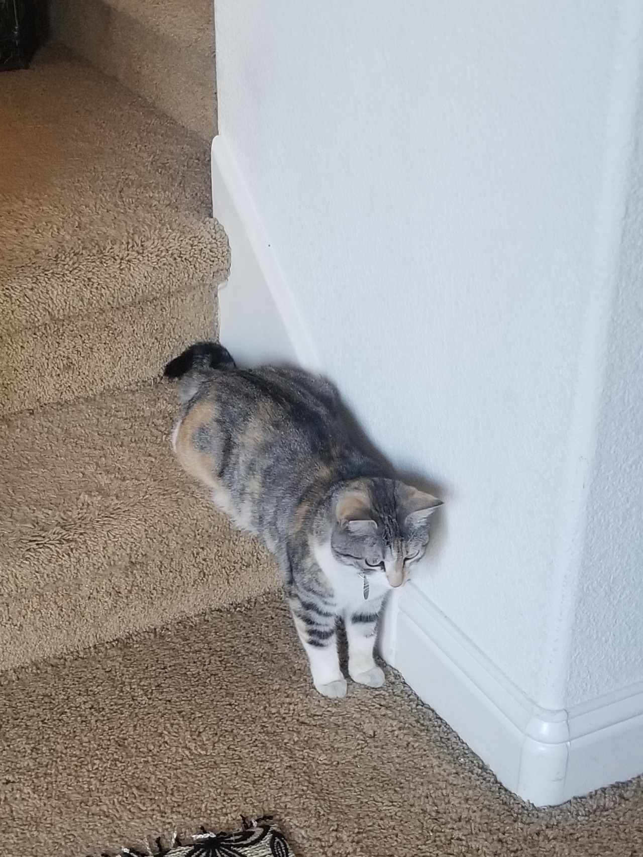 felinepurrstory:  twunkalicious:  ghhhdgshsj why is she sitting like that!!  Lesbian
