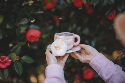 2022-03-27Spring, Camellia PicnicCanon EOS R3 + RF50mm f1.2LInstagram  |  hwantastic79vivid