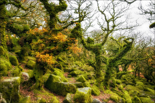 90377: Wistman’s Wood by Samuel Hess ❧  - foto.hess.sh Dartmoor, Devon, England