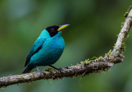 Green Honeycreeper