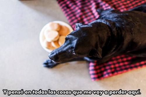 chicles-bomba:   La historia de Duke. Un perro desahuciado.   Por motivos de la vida, motivos que no podemos entender,  que simplemente no tienen explicación.  Existen miles de historias como la de él. Demasiado dolorosas, demasiado irreales. De