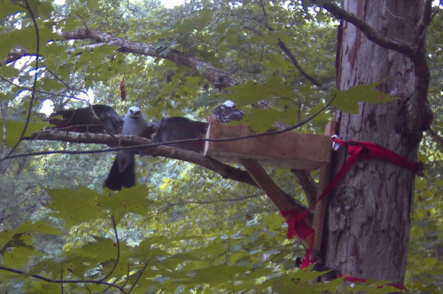 crc-rehab-blog:Mississippi Kite Re-NestingWe admitted a juvenile Mississippi Kite on Sunday AM that 