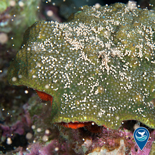 A spawning star coral in Flower Garden Banks National Marine Sanctuary.