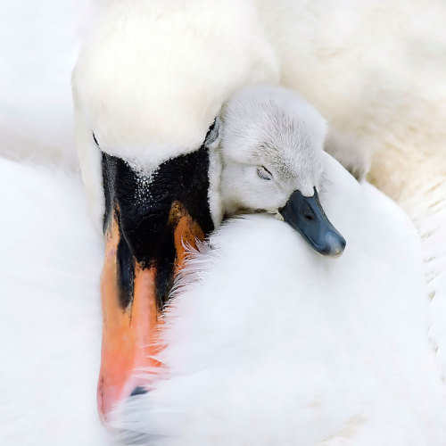 boredpanda: Birds Taking Care Of Their Babies