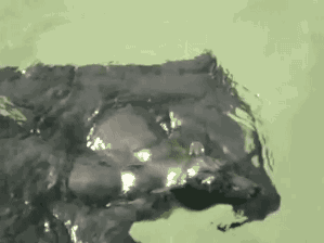 zitoisneato:  gifsboom:  Swimming bat. [video]  Dere he go 