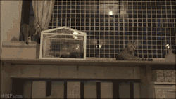 4gifs:  Incoming! [video]