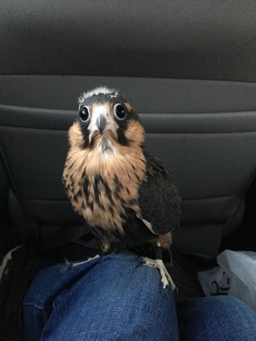 hawk-feathers: Here he is, in all his cute.