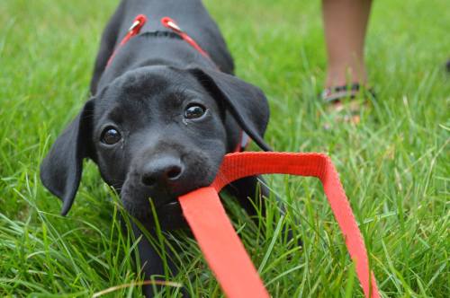 m-elissaa:  anyone up for a game of virtual tug of war?  ig: @bird.dogs 
