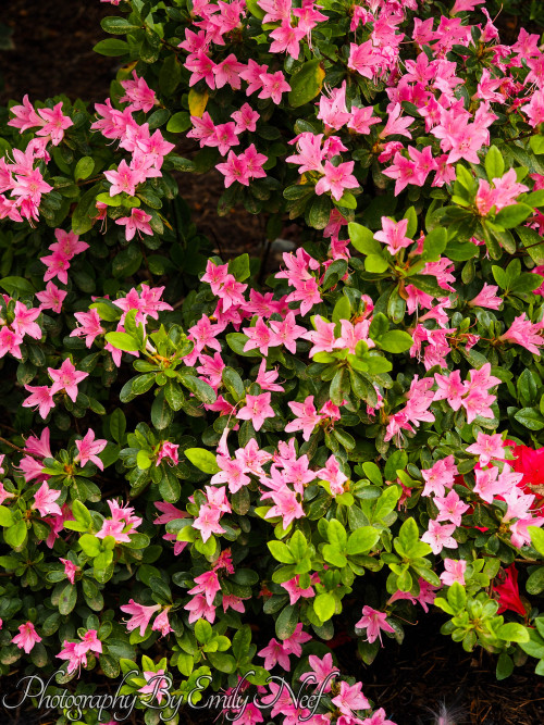 Some of the flowers that were in bloom at Snoqualmie Falls when I visited yesterday.