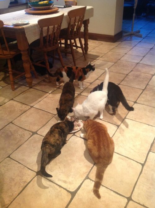 kelcipher: catsandkitten: Mr. Tibbs’ birthday party! @mostlycatsmostly