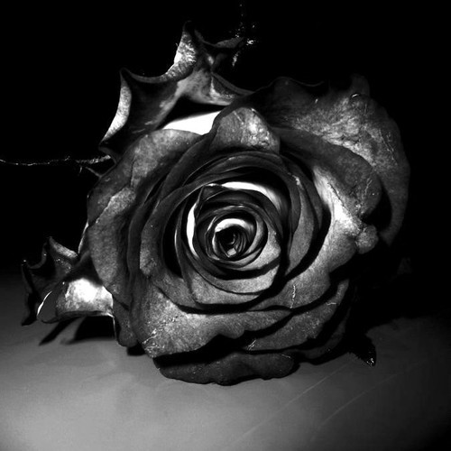 Sub Umbra Floreo