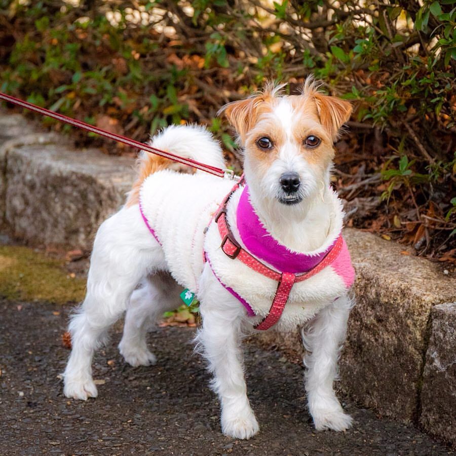 犬の写真ace Berg すもも 2歳 ジャックラッセルテリア と マルチーズ の ミックス犬 プラム