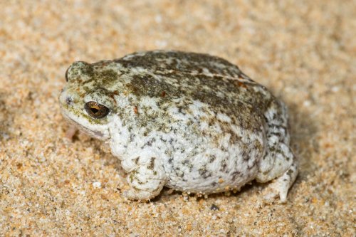 toadschooled: The sandhill frog [Arenophryne rotunda] is a plump little burrower native to the weste