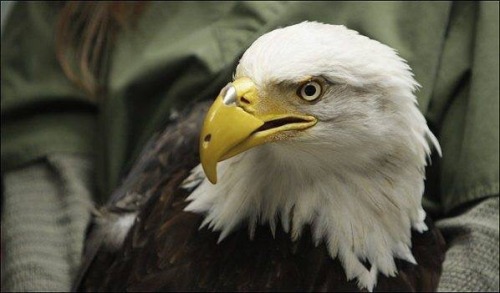 congenitaldisease: A Bald Eagle with a prosthetic beak, which was created with a 3D printer. The eag
