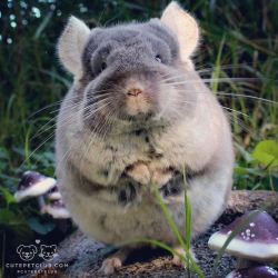 cutepetclub:  From @letslovechinchillas: