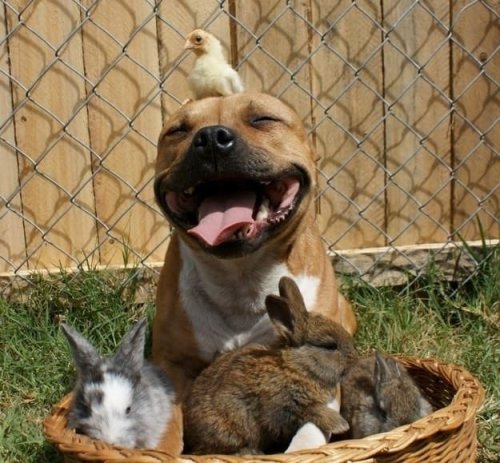 babyanimalgifs:  Smiling pitbulls, reblog if u agree