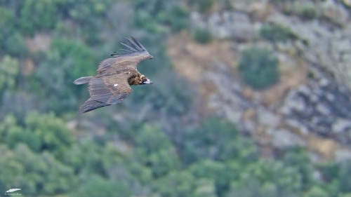 Black Vulture - Abutre-preto (Aegypius monachus)Freixo de Espada à Cinta/Portugal (17/05/2022)[Nikon