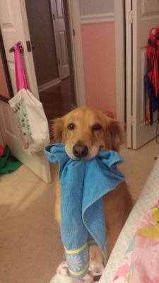 poptarter: flygoing:  she likes carrying around random rags for no reason  my dog is literally the biggest idiot 