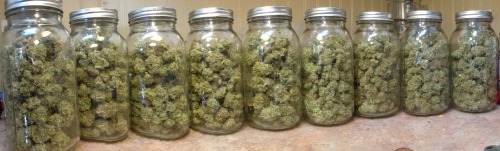 maestro-eros: That moment when you realize you won’t run out of weed for a long, long time&hel