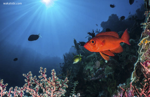 Seemingly wide-eyed in wonder, an aptly-named Big Eye hovers over a cluster of soft coral. The delic