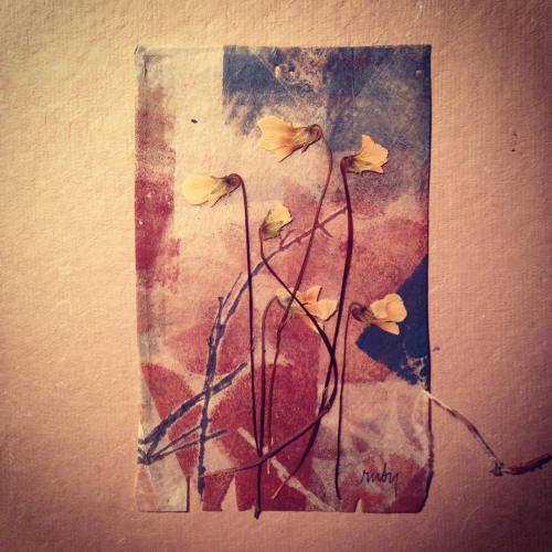 363 days of tea. Day 233. Pressed #flowers over #monoprint #recycled #teabag #art #rubysilviousart #