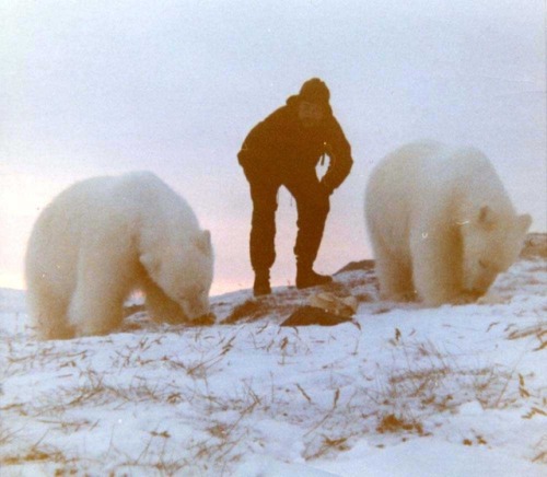 vintagenorway: Svalbard, Norway, 1968 The polar bears are about 2 years old and were called Esro1 an