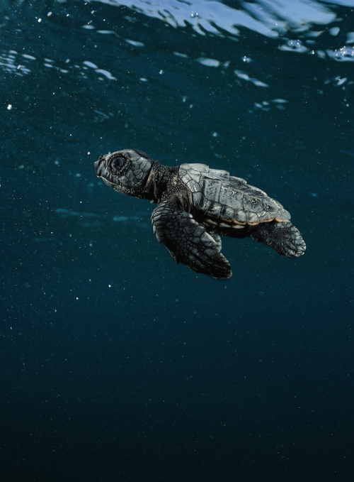 nubbsgalore:photos by solvin zanki of a nascent loggerhead sea turtle on turkey’s iztuzu 