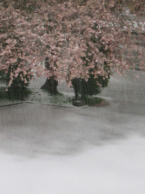 lanatura:  cherry blossoms in the snow (by tigertea)