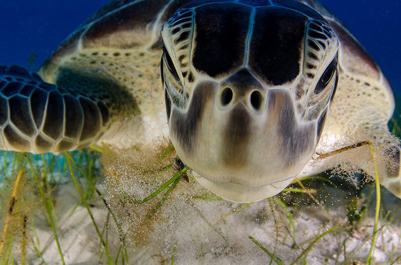 odditiesoflife:  The Best Wildlife Photography of 2013 The results of the 2013 Wildlife