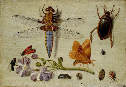 Jan van Kessel - A Cockchafer, Beetle, Woodlice and other Insects, with a Sprig of Auriculaearly 165