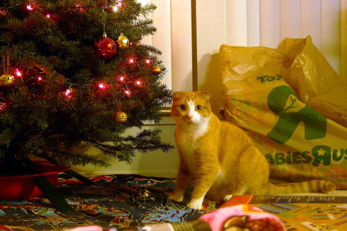 Mr. Pib (puss in boots), the Christmas Cat (by Sequoia Hughes)