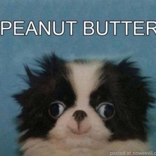  #puppy #dog #peanut #butter #peanutbutter #lol #lmao #fun #funny #hilarious #coke